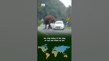Voi rừng khổng lồ tấn công xe taxi chở khách du lịch #shorts