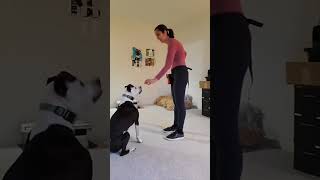 The Basics: KISS - IG Live by J-R Companion Dog Training 23 views 10 days ago 1 minute, 59 seconds