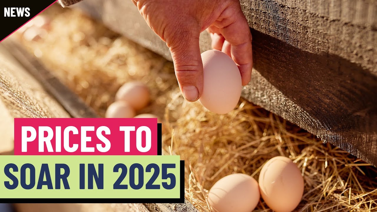 Your eggs won’t get any cheaper in 2025 Your eggs won’t get any cheaper in 2025