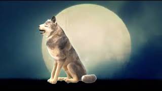 Wolf howling 3D 2