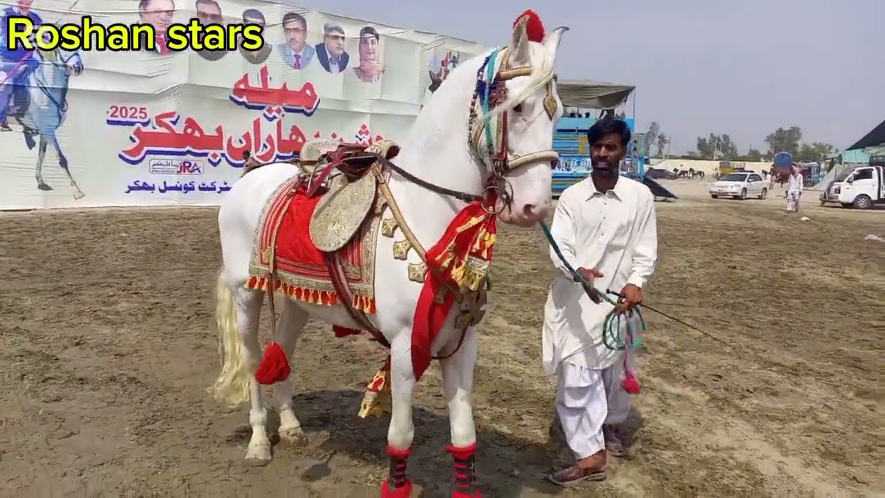 Horse nukra in punjab| Nukra horse baby sale |Beautiful horse video| Roshan stars
