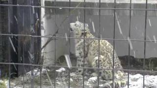 雪が大好きユキヒョウ