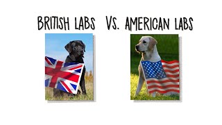British Duck Dogs (VS) American Duck Dogs w/ Barton Ramsey