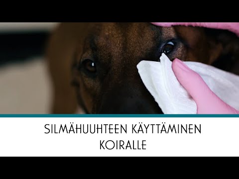 Video: Top 8 Eläinlääkärin Määräämää Lemmikkieläinten Kotihoitoa