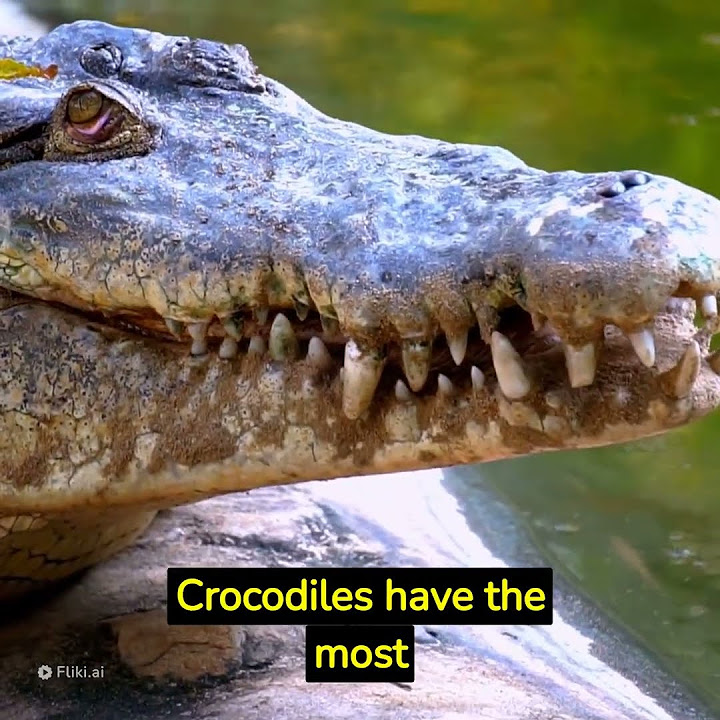 AMAZING FACTS ABOUT CROCODILES - #shorts #facts - YouTube