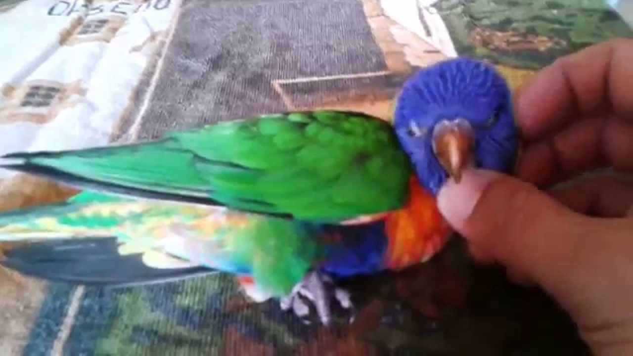 Lori Arcobaleno Youtube