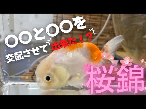 キアリ⭐︎No.1127、1126スイカ1110くらげ1112海1124金魚 在庫リクエスト🙇‍♂️ 玉錦✨ サイズ約13センチ #金魚専門店