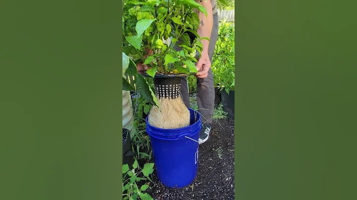 Anyone Can Grow a Bounty of Hot Peppers! | Container Gardening Made Easy