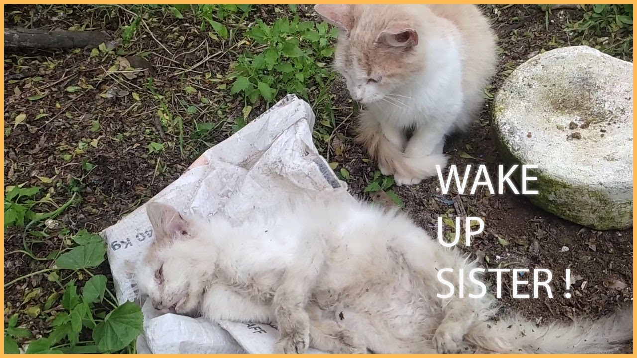 I try to save this kitten from a deadly virus , Rescue Kitten can't