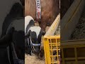 continental MAK house cow collection 2026 #trend #shortvideo