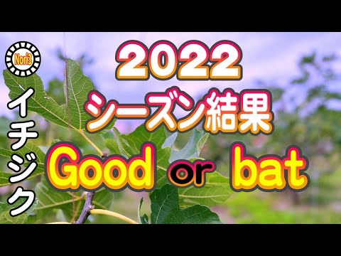 【イチジク】2022　今シーズン結果は　Good　or　Bat