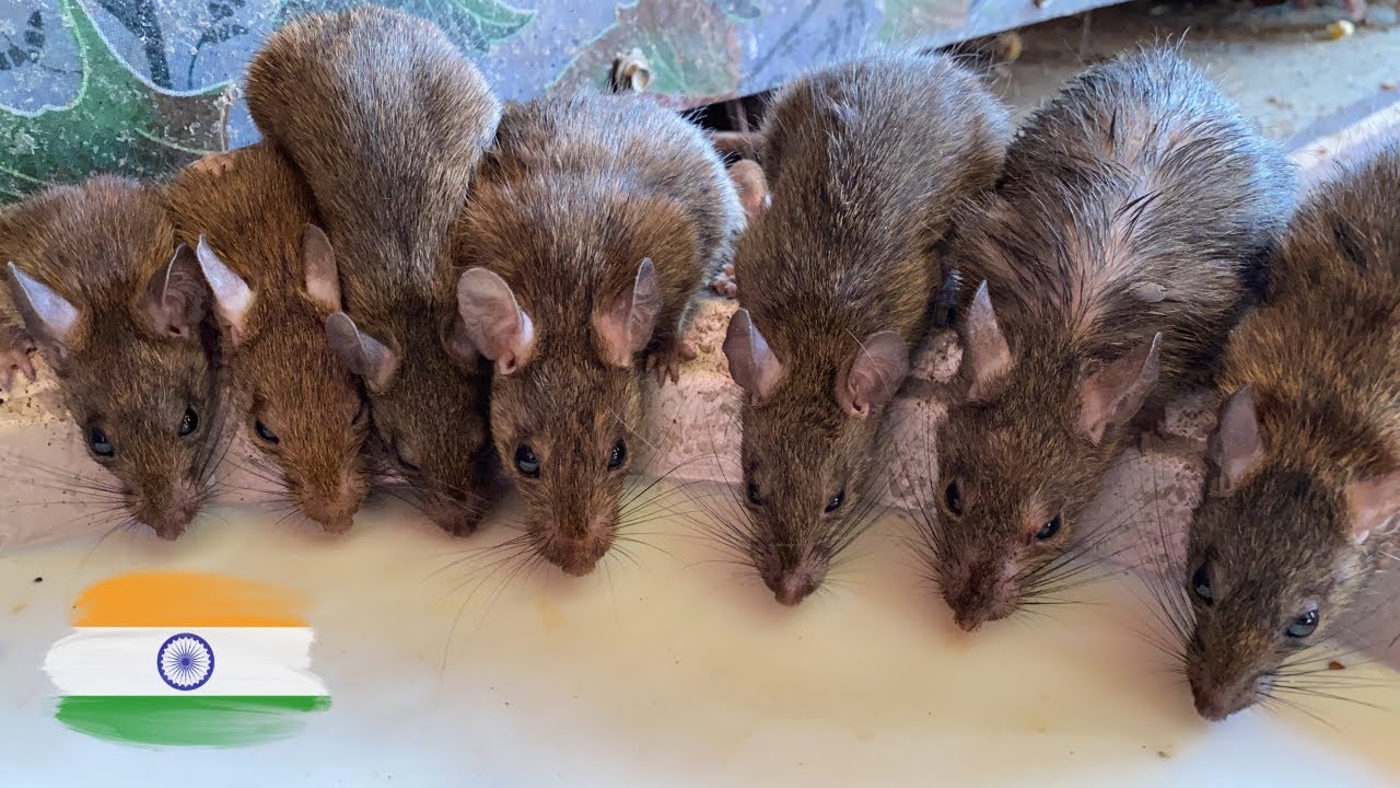 Visitamos el TEMPLO SAGRADO de las RATAS en India 🐀 🇮🇳 - YouTube