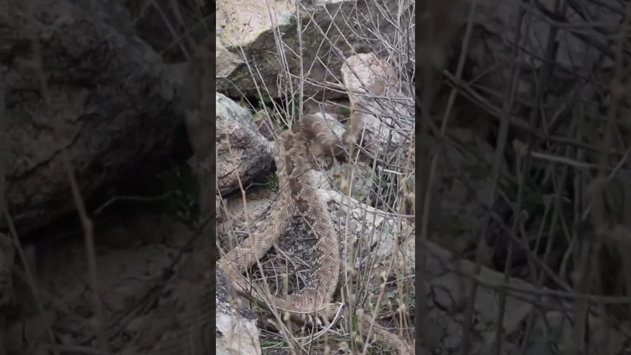Rattlesnake Combat (NOT Mating!)