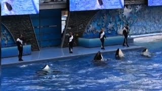 SeaWorld to Stop Breeding Orcas