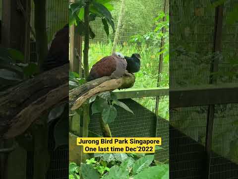 Jurong Bird Park Singapore Dec’2022 Bird Park Singapore Attraction