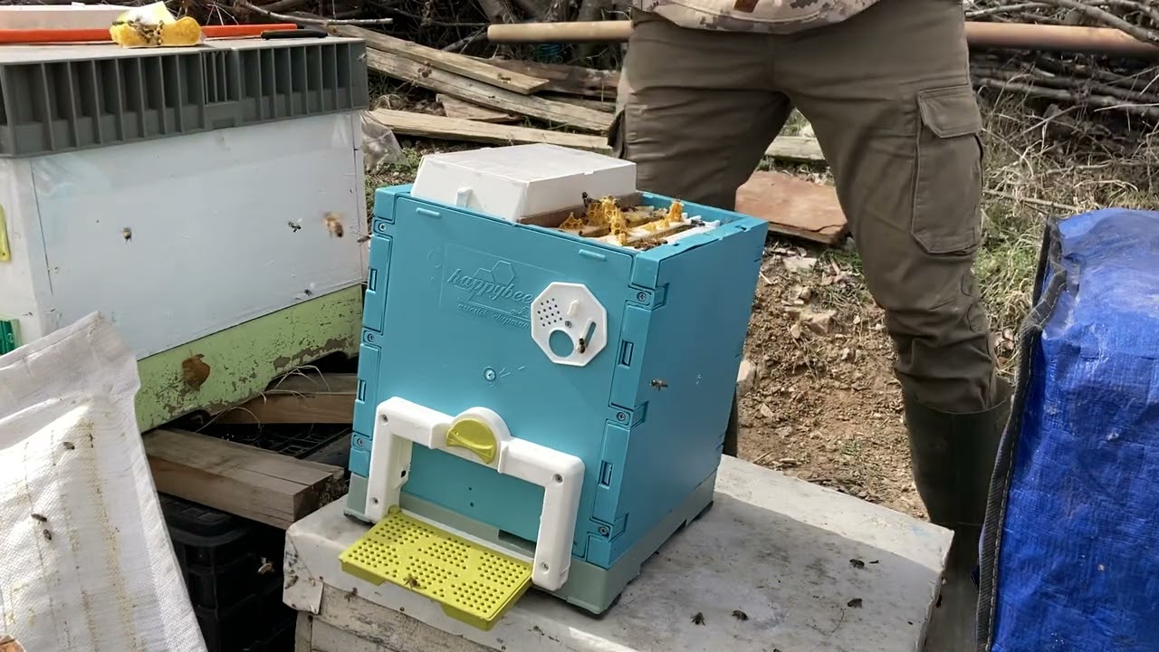 #Zayıf arıyı ana arı çiftleştirme kutusuna koydum #