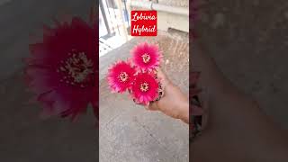 #cactus #beautifulflowers #flowers #uniqueplants #sundayspecial #weekendvibes #shankarmahadevan#love