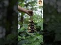 The Impossible Triangle: Chacha, Juju &amp; Panji Seed Shaker | Three Frequencies, One Body