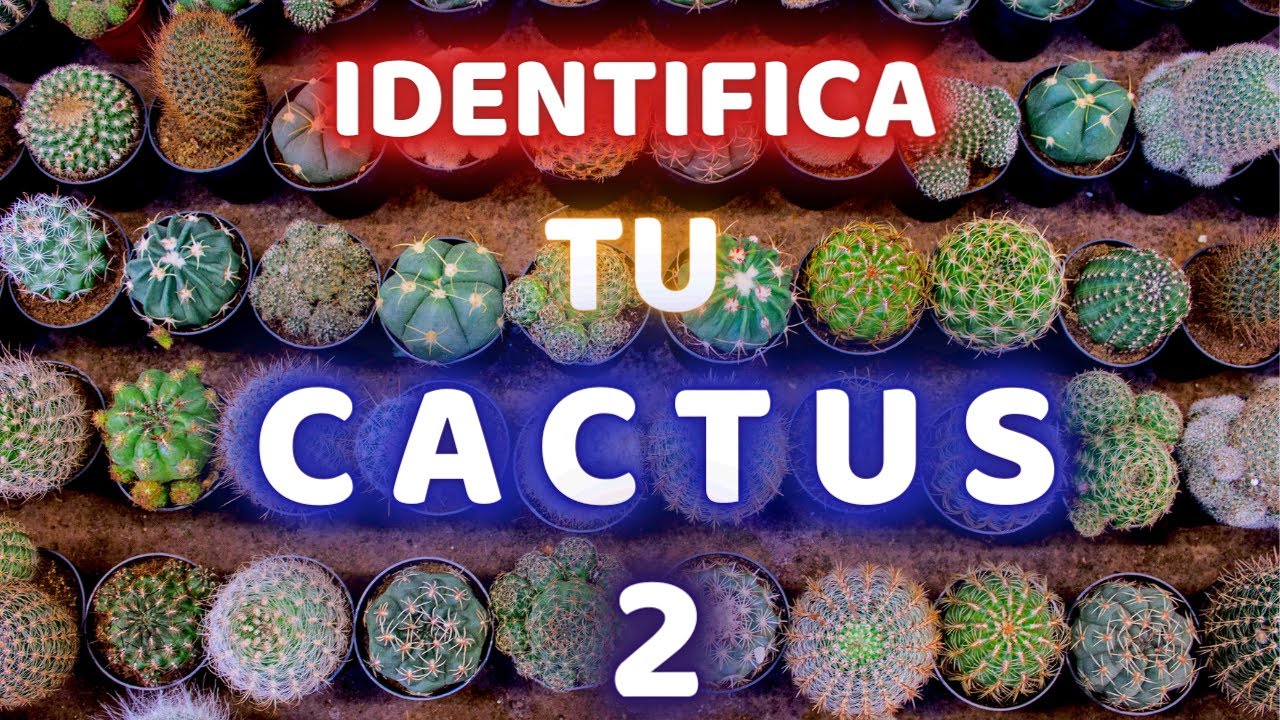NOMBRES DE CACTUS MAS DIFICULTAD DE CUIDADOS -FACIL Ó DIFICIL || CRECIMIENTO LENTO Ó RAPIDO # 2