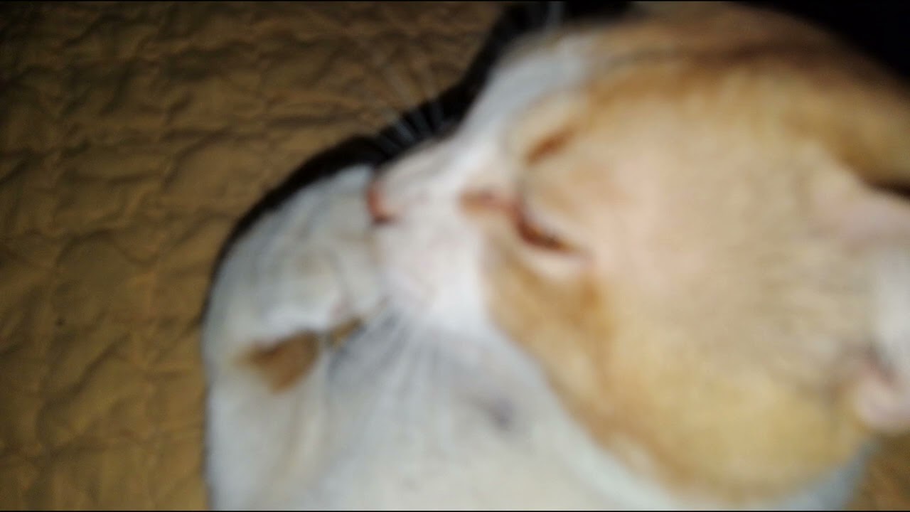 KUCING ORANYEKU |  EX4TL  | Suno AI Generated Song