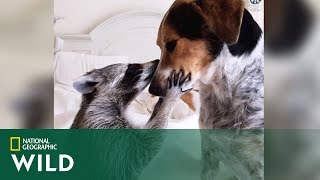 Szop Pracz Zakochał Się W Psie Niezwykli Przyjaciele Ze Świata Zwierząt