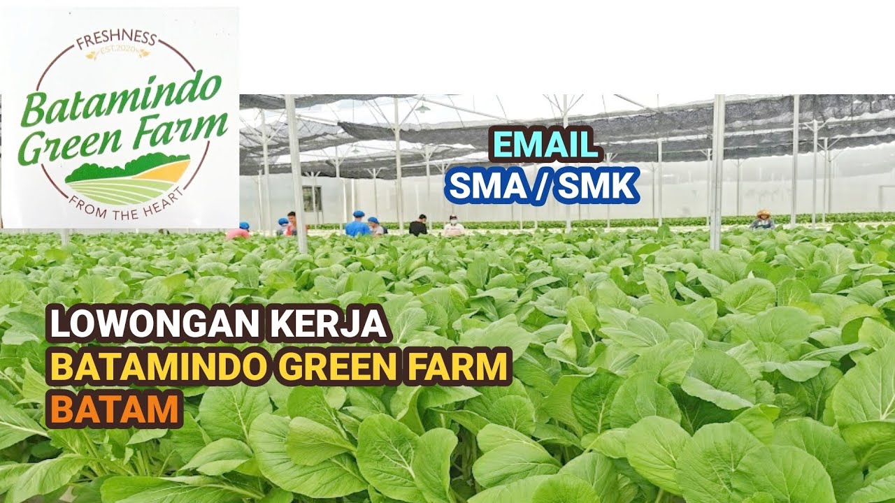 Batamindo Green Farm PT Batam Indo Agri Perkasa Info Lowongan Kerja Batam Hari Ini