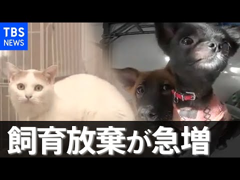 ペットの飼育放棄が急増  