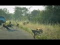 Wild Dogs With Meal Chase Off Hyenas Kruger Park