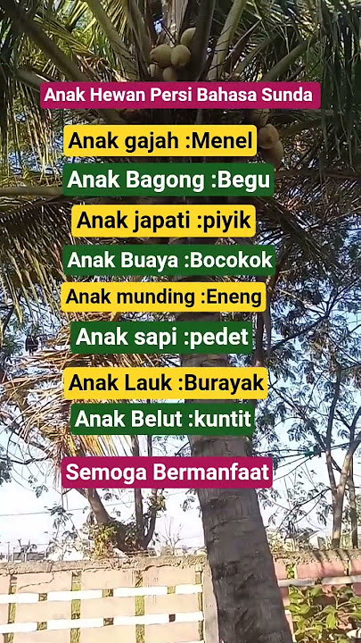 istilah nama anak hewan persi bahasa sunda#ilmu pengetahuan#quotes