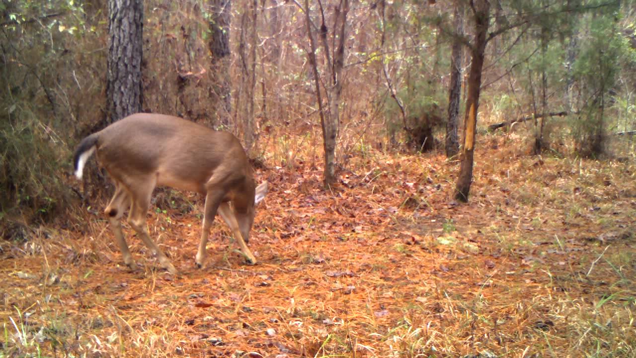 video phone beyonce mp3 Deer on a scrape - Alabama