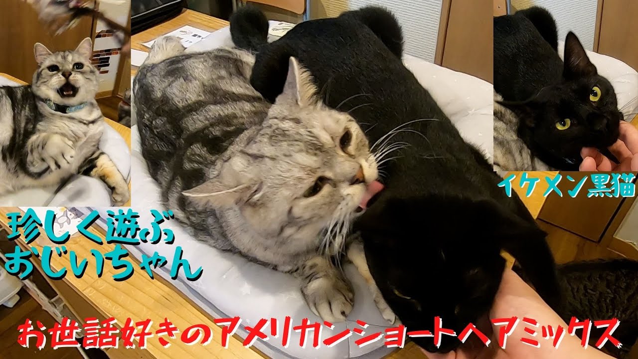 イケメンの甘えん坊黒猫とお世話好きのおじいちゃんアメリカンショートヘアミックス 保護猫カフェ森のねこ舎 Handsome Black Cat And Caring Grandpa Cat Youtube イケメンの甘えん坊黒猫とお世話好きのおじいちゃんアメリカンショートヘアミックス 保護猫カフェ森のねこ舎 Handsome Black Cat And Caring Grandpa Cat Youtube