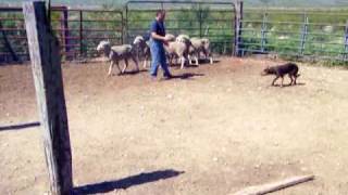 Riggs (kelpie) working sheep