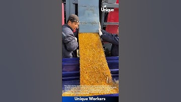 Corn harvesting machine: people harvesting corn