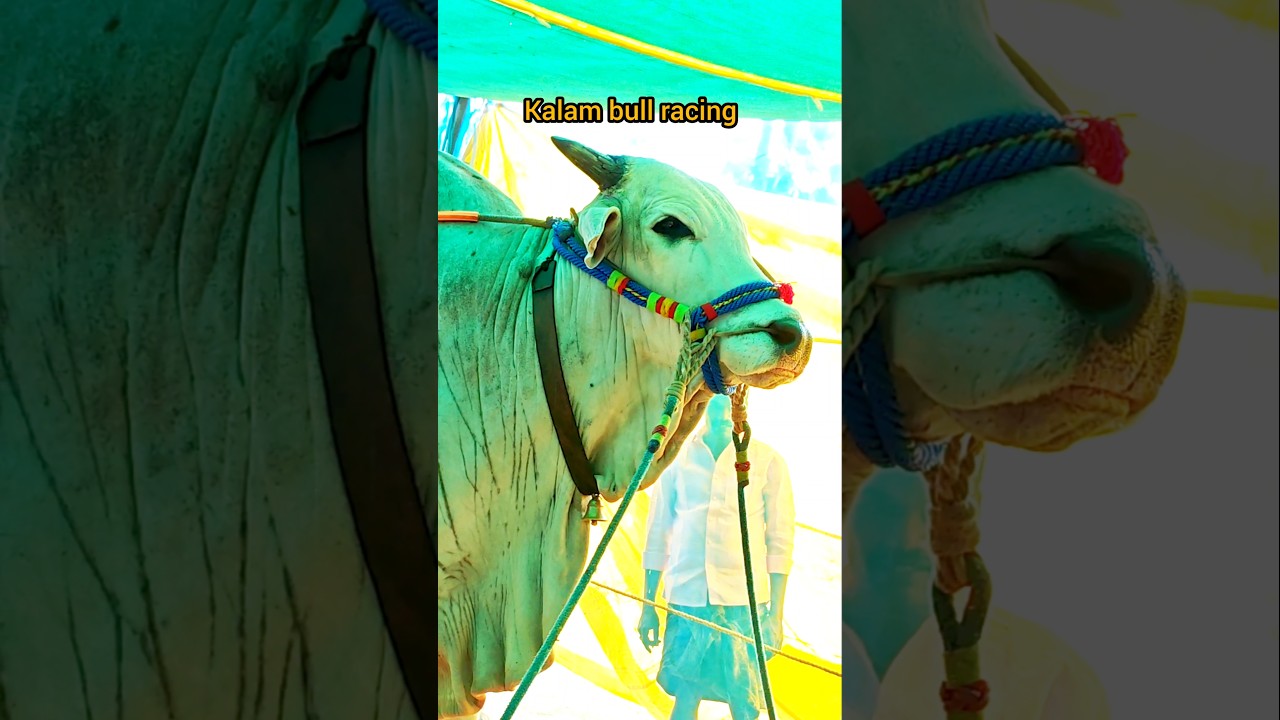 ( సుంకి సురేందర్ రెడ్డి గారు )  వీర నరసింహారెడ్డి 🦁🦁🦁🦁🦁👈👈👈👈