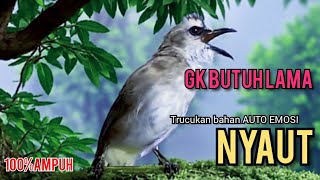 TRUCUK gacor UPLIK NGEPRUL pancingan agar BUNYI, jadikan burung trucukan BUNYI GACOR ROPEL