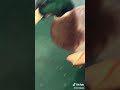 Hitler Duck 