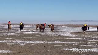 Camel Polo Tournament In Monia