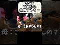 なにかがおかしい…？#キャンプ #犬と旅 #アラサー