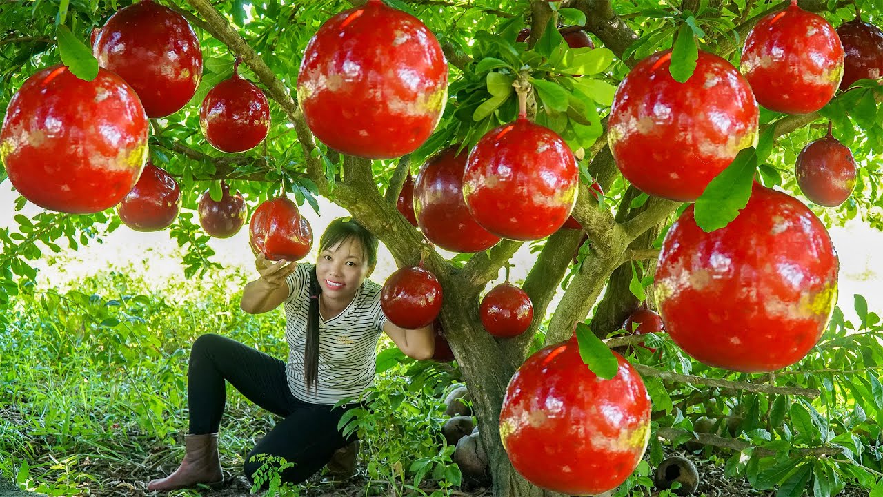 green-life-harvesting-red-god-s-eye-fruit-grow-vegetable-go-to