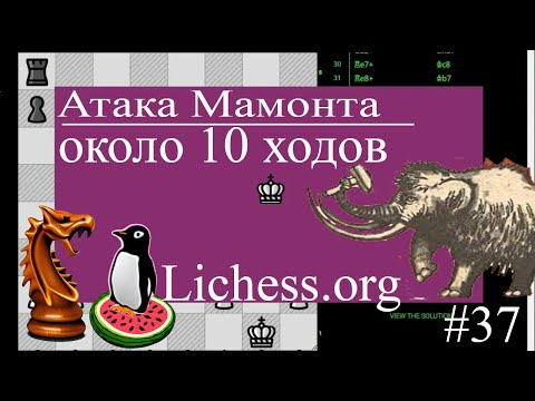 видео: Ловушка - Атака Мамонта, Дебют Мамонта. Шахматы Lichess.org