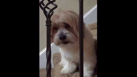 Adorable little dog with deep slow motion bark