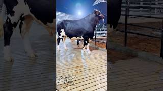 Gigantic Holstein Friesian bull with an exceptionally long and upright neck
