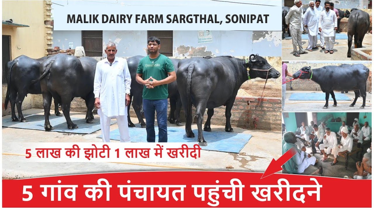 Сумка стоимостью 5 лакхов была куплена за 1 лакх / Панчаяты 5 деревень собрались, чтобы купить ее...