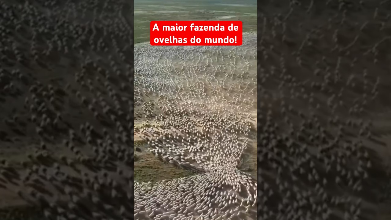 A MAIOR FAZENDA DE OVELHAS DO MUNDO