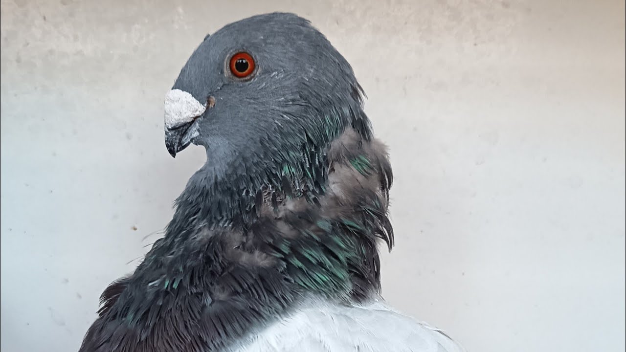 Curiosidades en la Muda de las Palomas