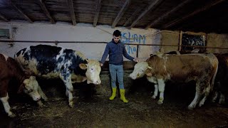 Kurban Bayraminda Kesi̇m İçi̇n Beni̇ Ön Siraya Yaz Bahaneleri̇ Kurbanliklar Geldi̇ 2023