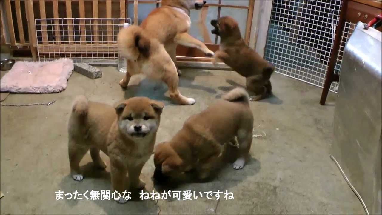 サクラ姉さんブチ切れる