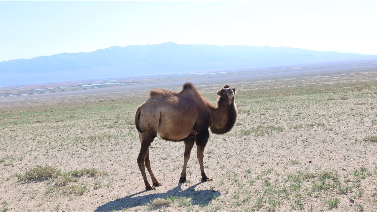 Μογγολικές στέπες