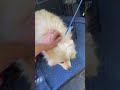 Terrified Pup Loses Everything In Just Days—Now He Needs Critical Care To Heal  [STORY BELOW]