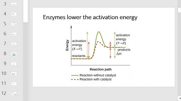 NU Bio 203 Ch 8 OpenStax